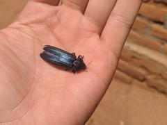 Pseudocastalia bennigseni