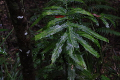 Hicksbeachia pinnatifolia