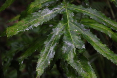 Hicksbeachia pinnatifolia