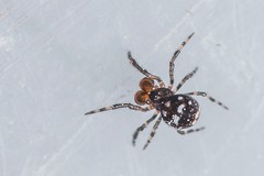 Mysmenidae