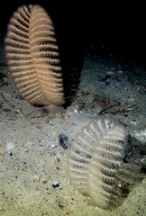 Sarcoptilus bollonsi