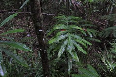 Hicksbeachia pinnatifolia