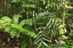 Hicksbeachia pinnatifolia