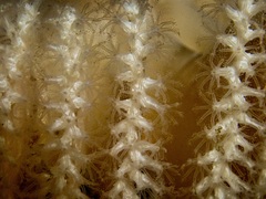 Sarcoptilus bollonsi