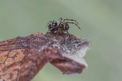 Mysmenidae