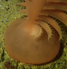 Sarcoptilus bollonsi