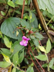 Impatiens santisukii