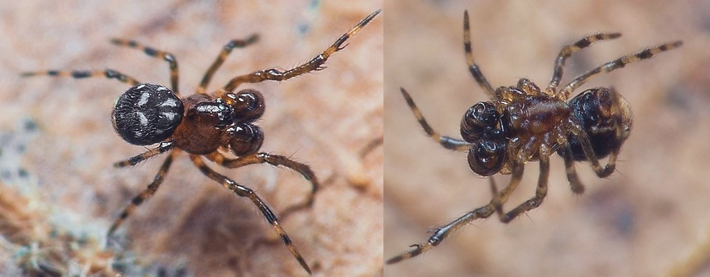 Microdipoena jobi from Barcelona, España on 21 March, 2021 at 0818 PM