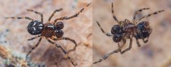 Microdipoena jobi