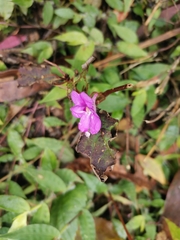 Impatiens santisukii