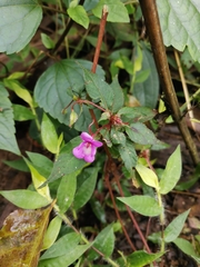 Impatiens santisukii