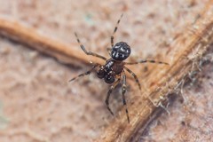 Microdipoena jobi