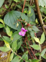 Impatiens santisukii