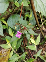 Impatiens santisukii