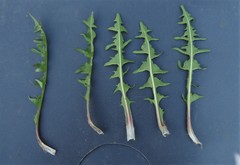 Taraxacum fagerstroemii