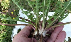 Taraxacum fagerstroemii