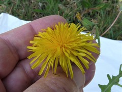 Taraxacum fagerstroemii
