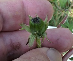 Taraxacum fagerstroemii