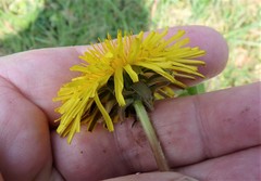 Taraxacum fagerstroemii