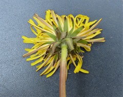 Taraxacum fagerstroemii