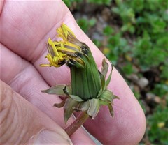 Taraxacum fagerstroemii