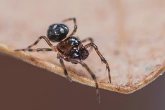 Microdipoena jobi