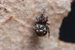 Mysmenidae