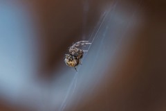 Mysmenidae