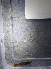 Neocaridina ketagalan