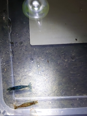 Neocaridina ketagalan