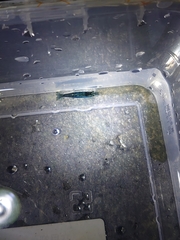 Neocaridina ketagalan