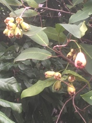 Syzygium aqueum