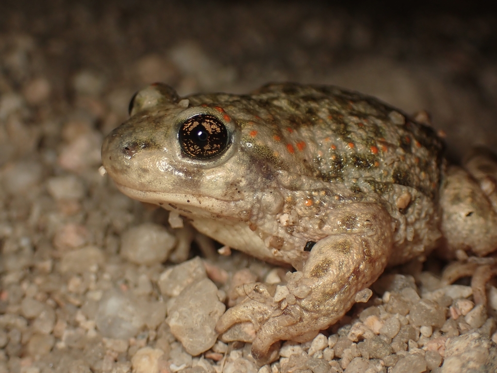 Iberian Midwife Toad