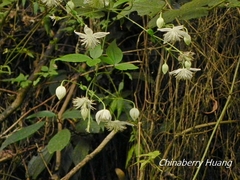 Clematis parviloba