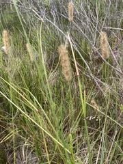 Setaria sphacelata torta