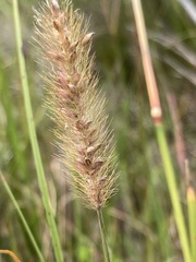 Setaria sphacelata torta