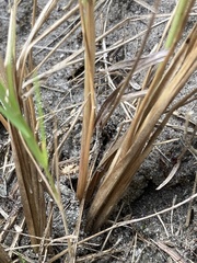 Setaria sphacelata torta