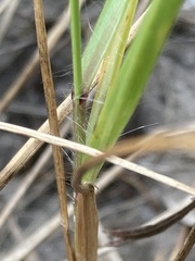 Setaria sphacelata torta