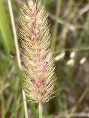 Setaria sphacelata torta