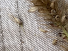 Setaria sphacelata torta