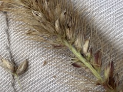 Setaria sphacelata torta