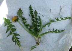 Taraxacum exsertiforme