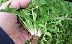Taraxacum exsertiforme