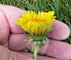 Taraxacum exsertiforme