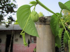 Passiflora quadrangularis