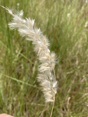 Melica racemosa