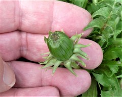 Taraxacum exsertiforme