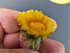Taraxacum exsertiforme