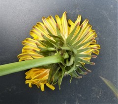 Taraxacum exsertiforme