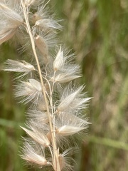 Melica racemosa